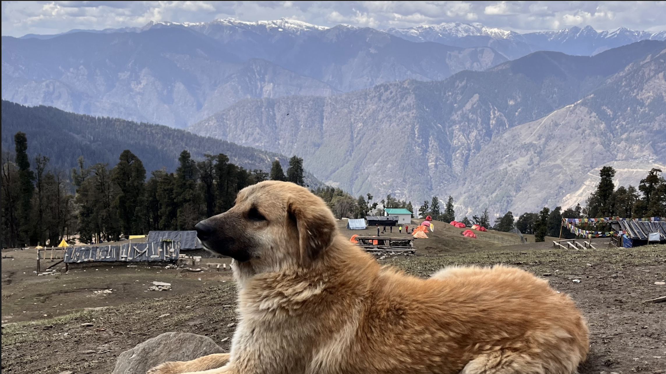 Our best buddy protector doggo